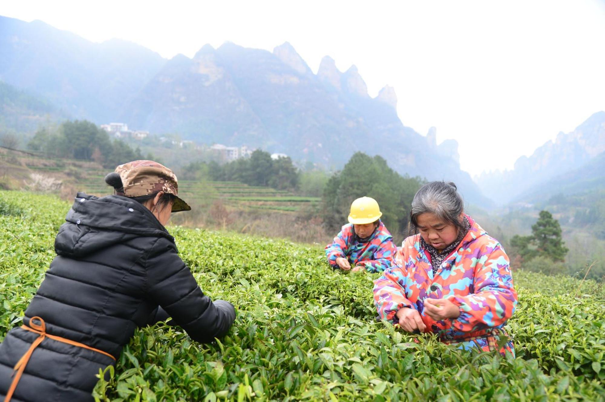 Breeze & Alley Inn--Tianmenshan Cableway-English Reception-Tourism Planing Zhangjiajie Eksteriør billede