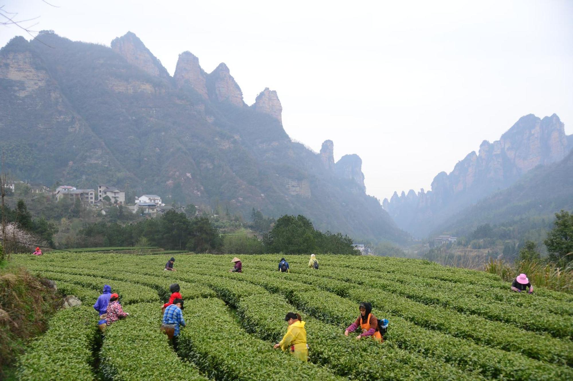 Breeze & Alley Inn--Tianmenshan Cableway-English Reception-Tourism Planing Zhangjiajie Eksteriør billede